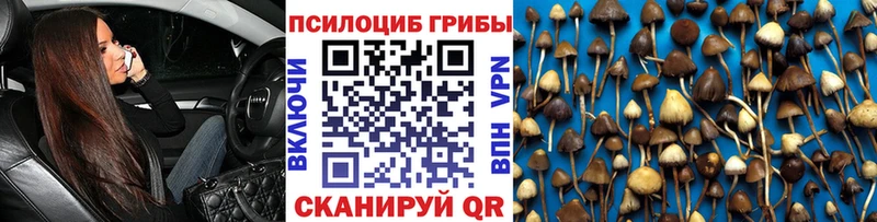 закладка  Торопец  Псилоцибиновые грибы прущие грибы 